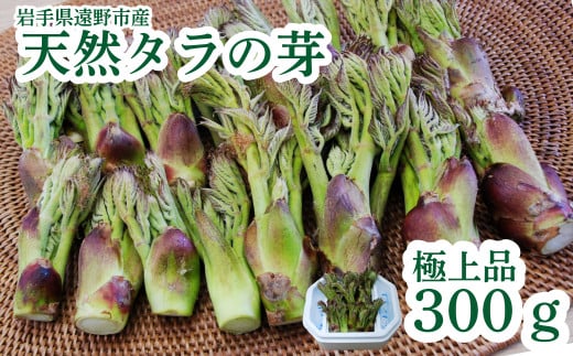 タラの芽 天然 極上品 300g 岩手県 遠野市 産 たらの芽 「もちタラ」 田村りんご店 山菜 期間限定 数量限定 【 先行予約 2026年4月下旬発送予定】