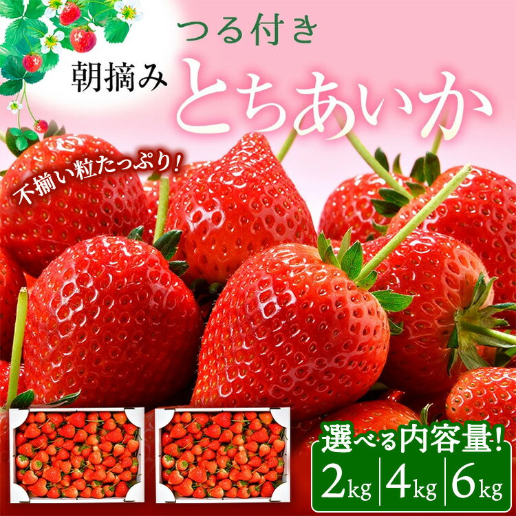 【ふるさと納税】＜選べる内容量＞【訳あり】とちあいか 不揃い粒 2kg 4kg 6kg（家庭用、ジャム・冷凍など加工用にもおすすめ）｜ 果物 いちご 朝取り 新鮮 美味しい ハート 甘い フルーツ デザート ストロベリー ※2025年5月中旬～5月下旬頃に順次発送予定