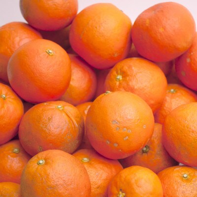 家庭用 セミノールオレンジ10kg+250g(傷み補償分)【春みかん】【訳あり】【光センサー選果】【配送不可地域：離島・北海道・沖縄県】