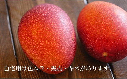 【2025年7月より順次発送】清水果樹園の自宅用マンゴー約1kg【配送不可地域：離島】