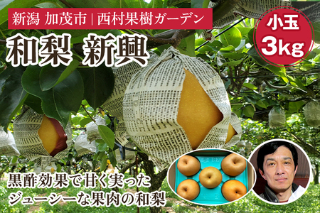 西村の黒酢ミネラル栽培「新興」（小玉）3kg（7〜10玉）《順次発送》