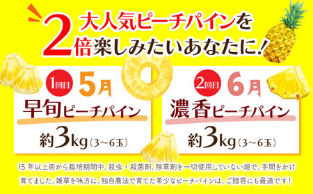 定期便 2ヶ月 2024年 先行予約 ピーチパイン 約3kg 西表島 絶品 初エコファーマー認定 パイン 果物 フルーツ 2回 お楽しみ