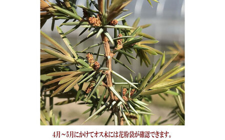 ジュニパーベリー大苗(西洋ネズ) オス木メス木 各1本セット 樹高70cm前後 苗 苗木 口径18cm スリット鉢植え / 庭木 植木 熊本県 菊池郡 菊陽町【Herb＆Rose】[BHCQ003]