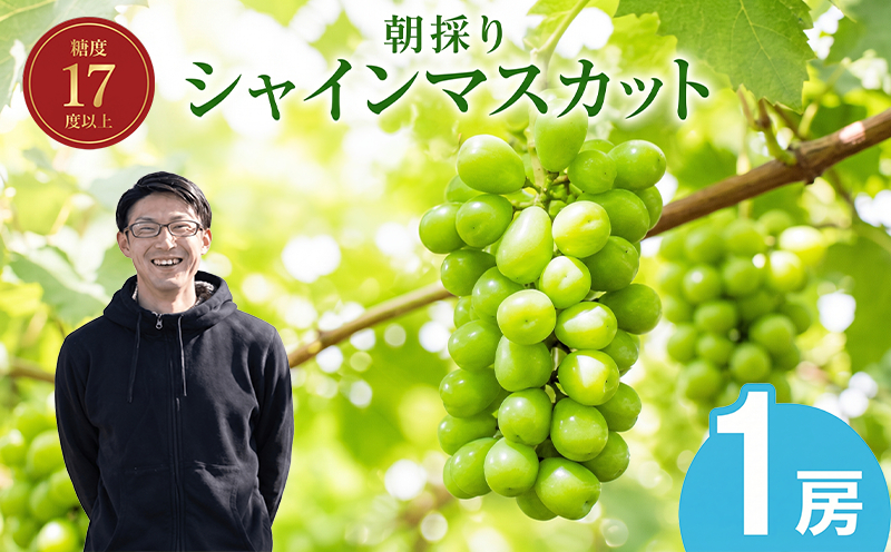 【2027年発送】 朝採りシャインマスカット 1房(約700g) 名峰讃岐富士育ち 煌めきの果実 マスカット シャインマスカット ぶどう 葡萄 ブドウ フルーツ 果物 くだもの 果実 フルーツ 旬 旬