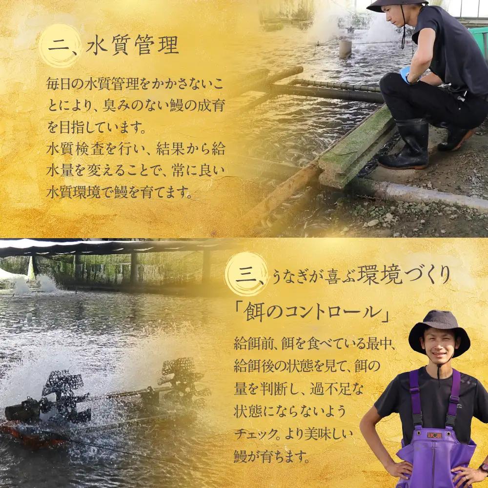 国産うなぎ 白焼き 1尾 計120g うなぎ 丸和養魚場