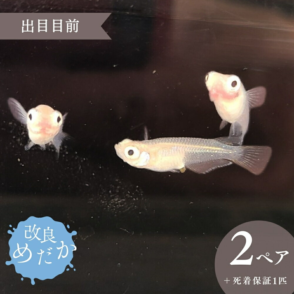【ふるさと納税】改良めだか ［ 出目目前 ］(2ペア＋死着保証1匹） めだか メダカ めだか屋らん メダカ飼育 めだか飼育 観賞用