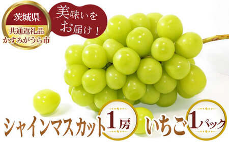 【先行予約】シャインマスカット1房といちごDX1パック【茨城県共通返礼品 かすみがうら市】 No.348