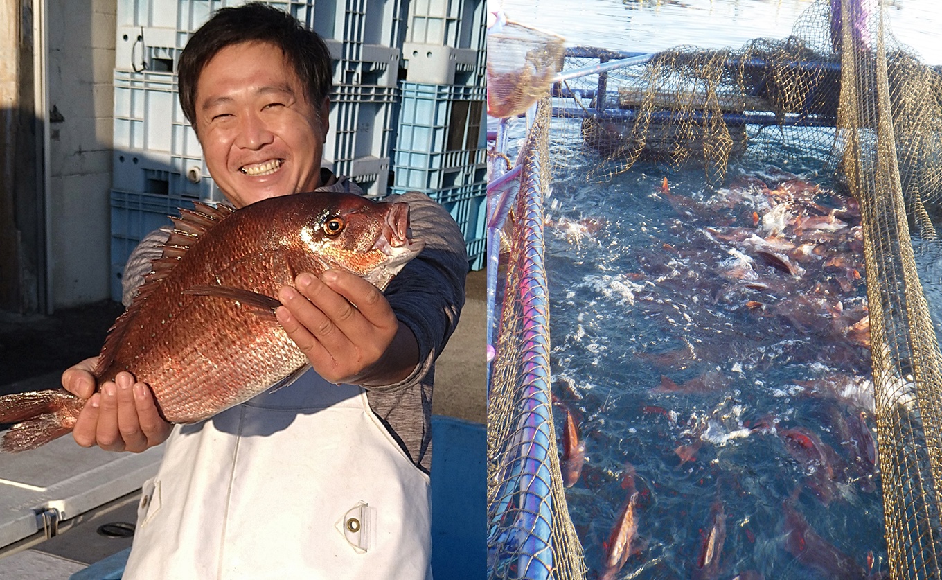【先行受付】 朝獲れ 真鯛 フィーレ 皮なし 500g以上 刺身 冷蔵 養殖 たい タイ マダイ セット 真空パック 産地直送 当日発送 鮮度抜群 鯛めし 鯛丼 海鮮丼 カルパッチョ お取り寄せ ギフ
