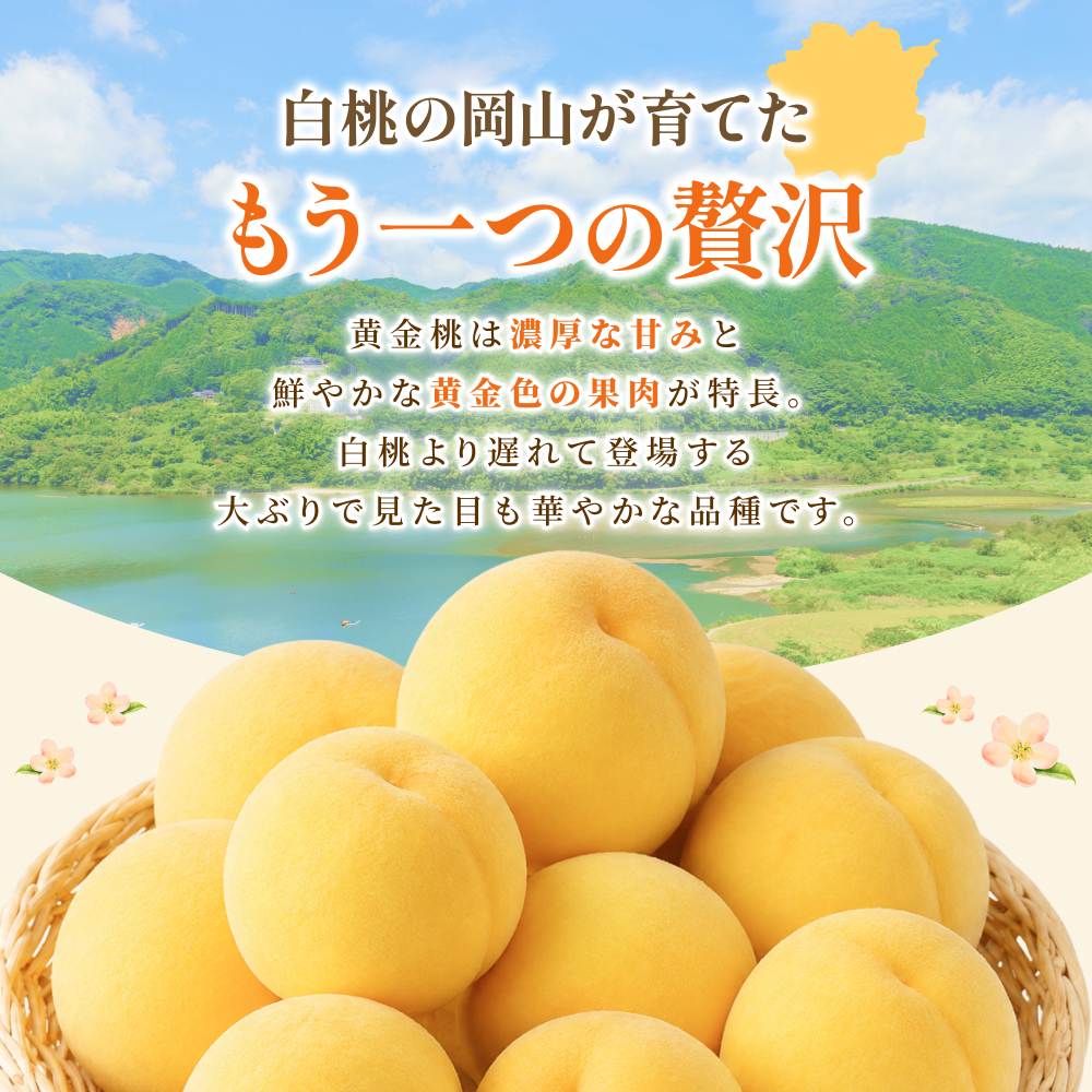 先行予約 岡山県産 黄金桃 3.8kg 化粧箱入り・贈答用 高級 おうごんとう 花田青果【2026年9月初旬～9月中旬まで順次発送予定】/ 桃 もも モモ 果物フルーツ 贈答品 贈り物 岡山県【hnd