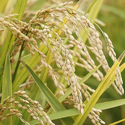 ふるさと納税 南あわじ市 ＼うまいお米できたでー/ ケンちゃんファームのお米(にこまる)5kg |  | 02