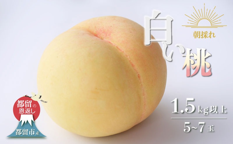 【2026年先行予約】山梨県都留市産　朝採れ「白い桃」 1.5kg以上 (５～７玉）FF011 