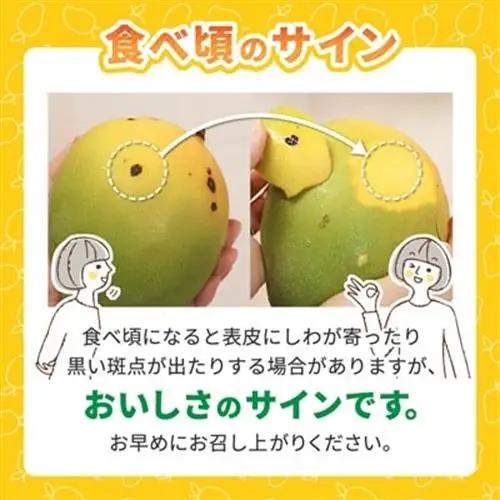 【2026年8月中旬から順次発送】今帰仁産の幻のキーツマンゴー800g(1～2玉)【配送不可地域：離島】【4014738】