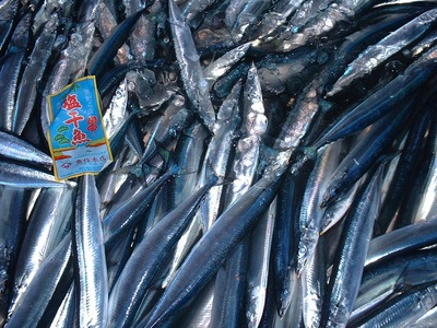 さんま丸干し　10本　魚作商店3代目の丸干し製法