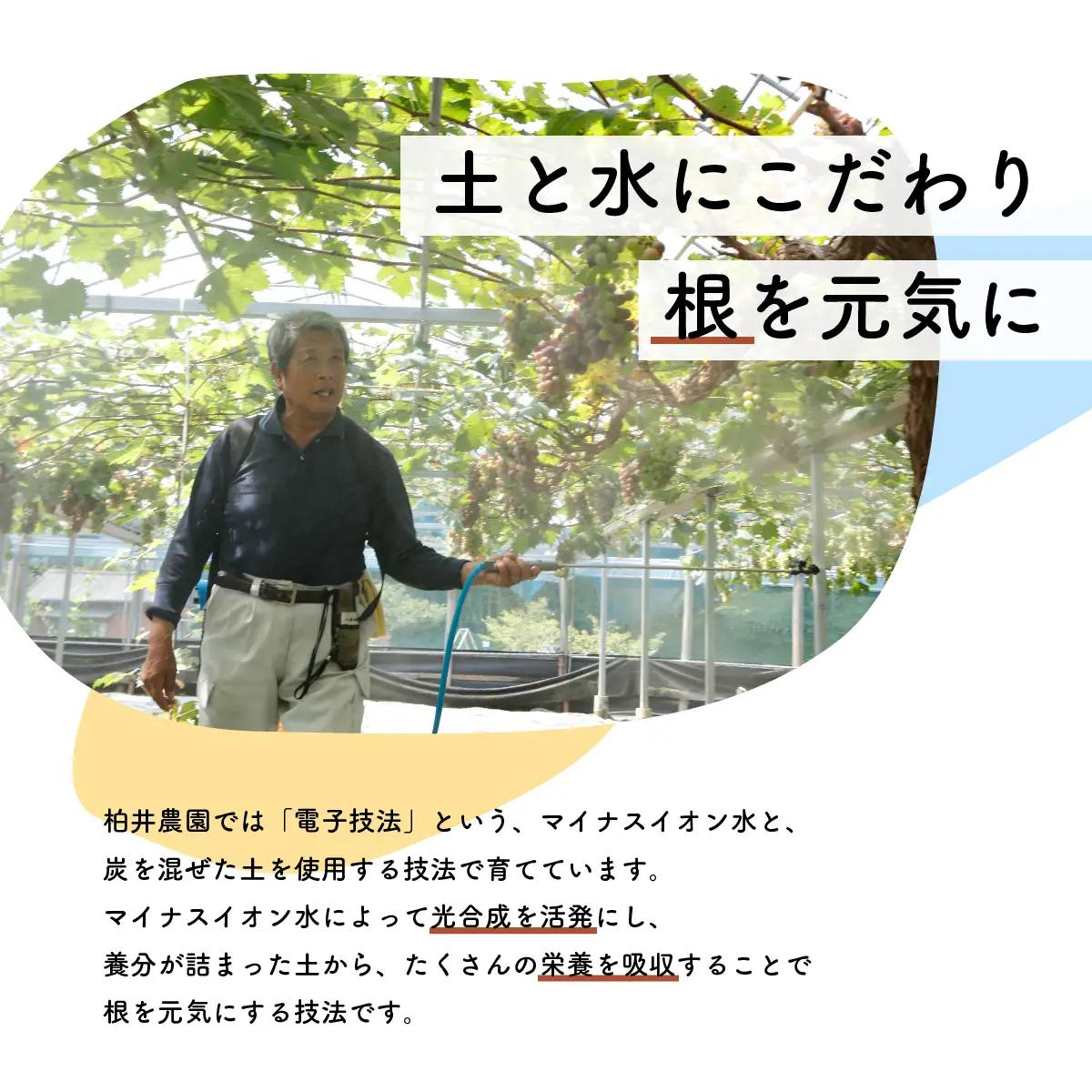 【先行予約・2026年9月】クイーンニーナ 1.5kg 希少品種｜数量限定・産地直送・農家直送・高糖度ぶどう