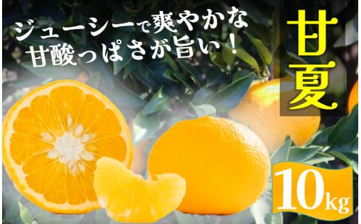 【先行予約】湯の花　初夏の香り甘夏 10kg箱 【 柑橘 甘夏 甘夏セット 果物 フルーツ フルーツセット ふるさと納税 伊豆 南伊豆 】