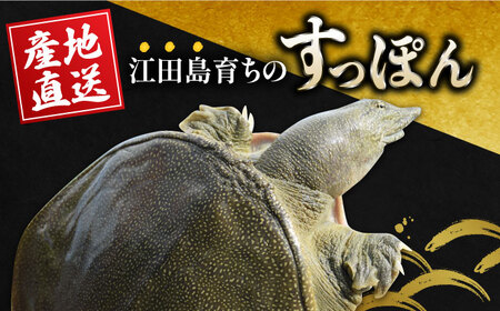 だし付きで簡単！安心安全な国産の最高級食材！おうちですっぽん鍋 1人前×2セット 料理 人気 美容 健康 ギフト 広島県産 江田島市/平井興産株式会社[XAC017]