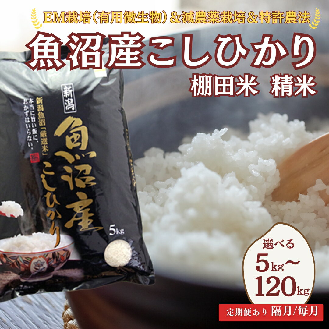 【ふるさと納税】令和8年産 先行予約 魚沼産コシヒカリ 定期便 米 コシヒカリ 白米 魚沼産こしひかり 棚田米 精米 選べる容量 回数 5kg～120kg 毎月 隔月 佐藤農場 | 魚沼産 こしひかり 新潟県産コシヒカリ お米 おこめ 精米 ブランド米 【0018-sn00db00】
