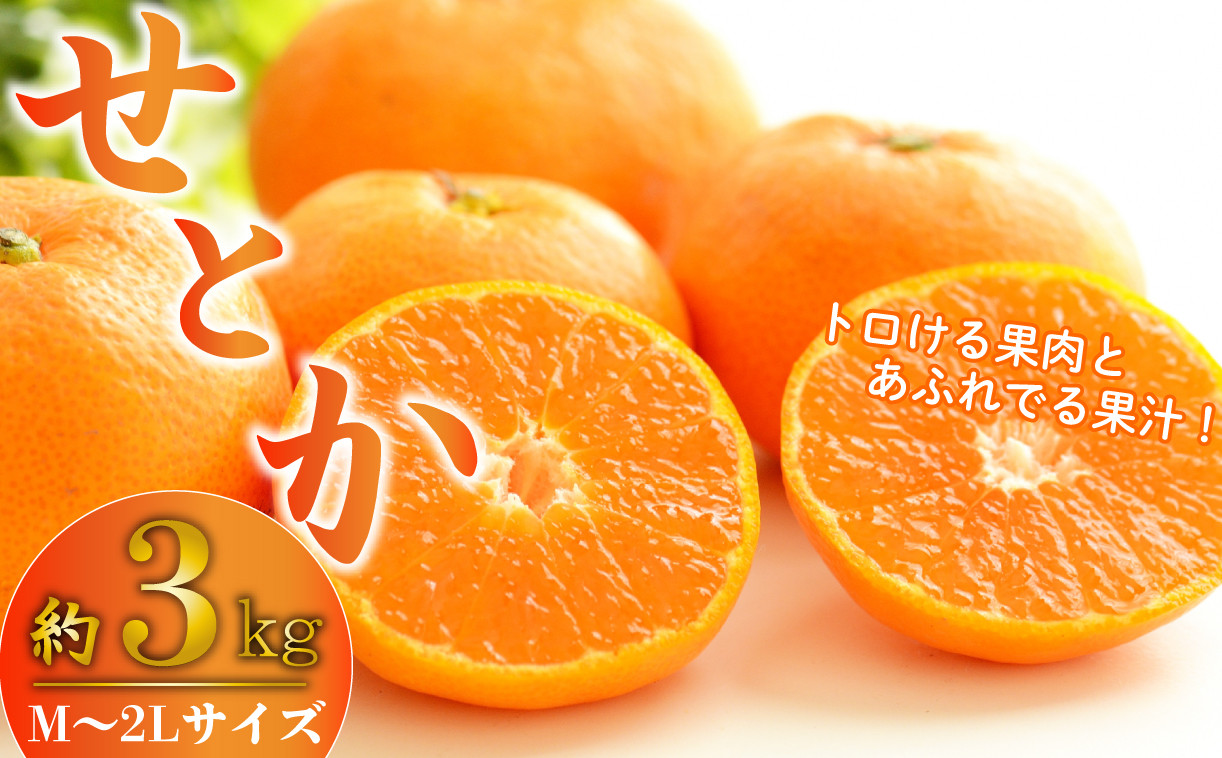 
                  【2027年3月発送】 せとか みかん 柑橘 の 大トロ 約 3kg  M～2Lサイズ 産地直送 数量限定 柑橘 西浦 沼津 蜜柑
                
