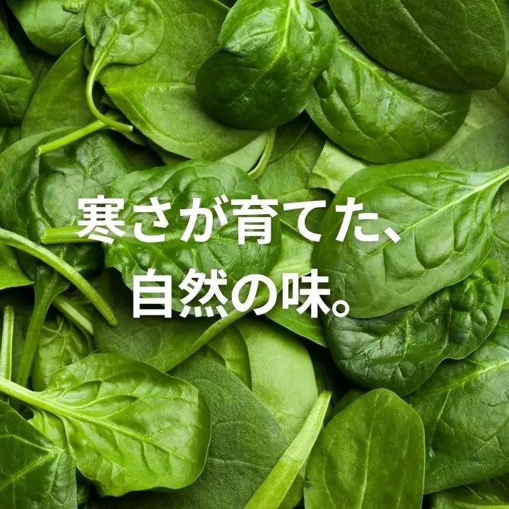 ほうれん草 2kg 10袋 ほうれん草 ほうれんそう