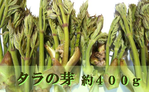 阿賀町産　山菜　タラの芽