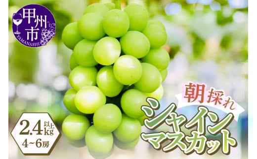 感謝を込めて最高の朝採りシャインマスカットをお贈りします！2.4kg以上（4～6房）【2026年発送】（LMS）C-416【シャインマスカット 葡萄 ぶどう ブドウ 令和8年発送 期間限定 山梨県産 甲州市 フルーツ 果物】