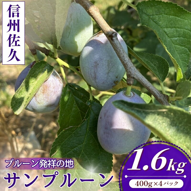 【ふるさと納税】【先行予約・2026年9月下旬発送】令和8年産ホシノマチプルーン（サンプルーン）約1.6kg ＜沖縄県・離島は発送不可＞ 産地直送 フルーツ 生プルーン 果物 鉄分 美容 旬 希少 西洋すもも 佐久 長野県 信州 佐久市 発祥 セイヨウスモモ 送料無料