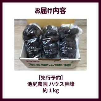 【7月下旬より順次発送】池尻農園　ハウス巨峰　約1kg_巨峰 約 1kg ぶどう 3房 久留米市産 渋み エグミ 無い フルーツ 果物 期間限定 池尻農園 ハウス巨峰 福岡県 久留米市 お取り寄せ お