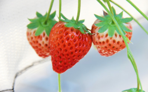 紅ほっぺ・きらぴ香食べ比べセット(各4パック　計8パック)【配送不可地域：離島・北海道・沖縄県・四国・九州】