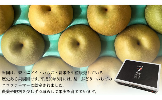 【 先行予約 】茨城県産 梨 幸水 約 5kg 11玉～16玉 ( 茨城県共通返礼品 : 常陸太田市 ) 【 2025年8月中旬発送予定】 フルーツ 果物 国産 日本産 梨 ナシ なし 和梨 期間限定 数量限定
