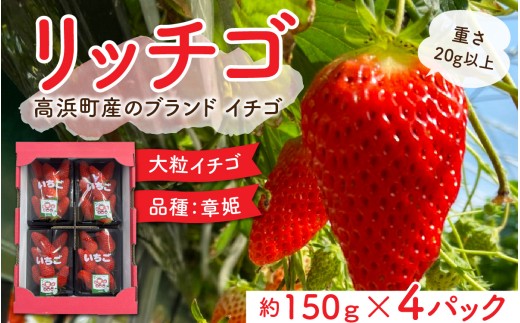 【先行予約】【2026年3月第4週目より順次お届け】発送時期が選べる！福井県高浜町産のブランド生いちご【リッチゴ】約600g