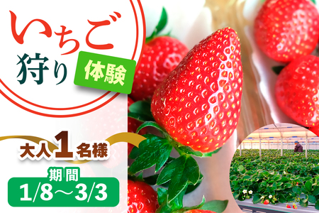 [1月8日から3月3日] いちご狩り体験 大人1名様 奈良のブランド (あすかルビー)｜イチゴ農園 果物 フルーツ 親子 体験チケット いちご狩り農園 奈良県 [3051]