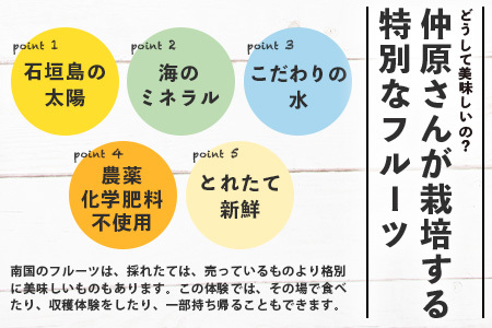 1回1組限定プライベート体験ツアー！農薬を使わない、仲原さんの「森のような畑」【 沖縄 石垣島 畑 果樹園 見学 体験 ツアー 食育 野菜 果物 沖縄のいいもの石垣島 】OI-21