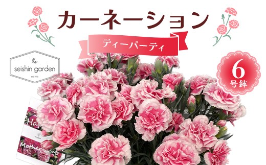 
            【2026年5月10日母の日】贈答用カーネーション ティーパーティ６号鉢  2026年5月5日から順次発送 母の日 花 フラワー 鉢植 植物 贈り物 プレゼント ギフト 埼玉県 本庄市 F5K-591
          