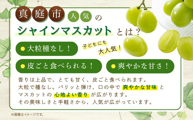 真庭市人気のシャインマスカットとは？大粒種なし！皮ごと食べられる！爽やかな甘さ！