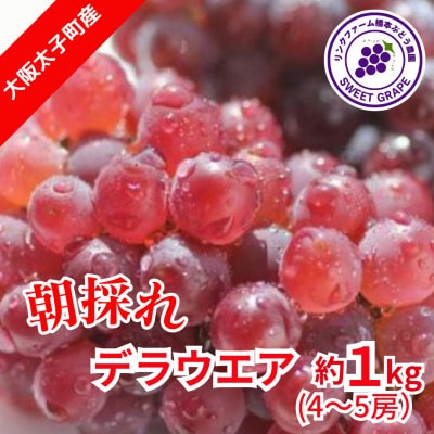 2023年7月下旬より順次発送!　生産者朝採り直送　デラウエア　約1kg【配送不可地域：離島】【1400956】