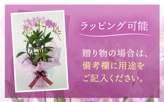 【10セット限定】デンファレ（洋蘭）3本立ち 糸島市 / 和饗エコファーム [AVI004]