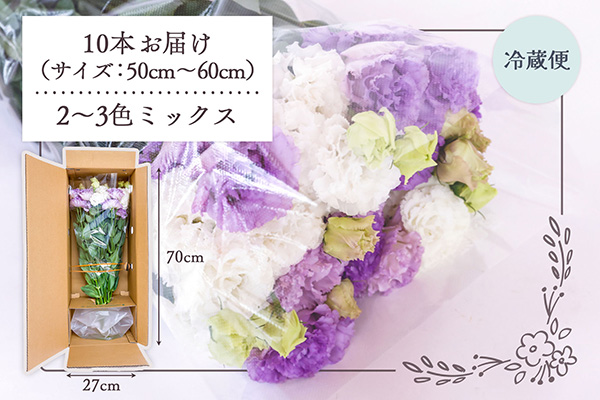 【R8.9月下旬発送】トルコギキョウ 10本 切り花 生産者おまかせ 2~3色ミックス トルコキキョウ 八重咲き フリンジ咲き 生花 花束 冷蔵便 国産 庄内町フラワーラボ 10本