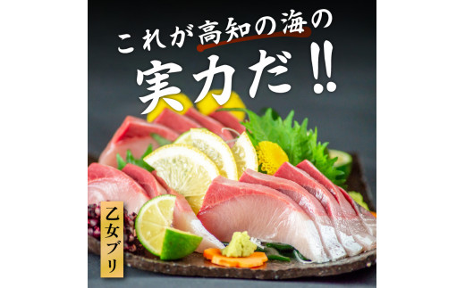乙女 ブリ 700 ~ 900g ブランド 鰤 ブリ ぶり 乙女ブリ しゃぶ 切り身 フィーレ カマ付き 高知県 須崎市 高知 鰤 年末 正月 ギフト 贈り物 KS0311-3x