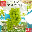 【ふるさと納税】紀州和歌山産 シャインマスカット 約1kg ※2025年8月中旬～9月下旬頃に順次発送 ※日付指定不可 ぶどう ブドウ 葡萄 マスカット 果物 くだもの フルーツ 人気