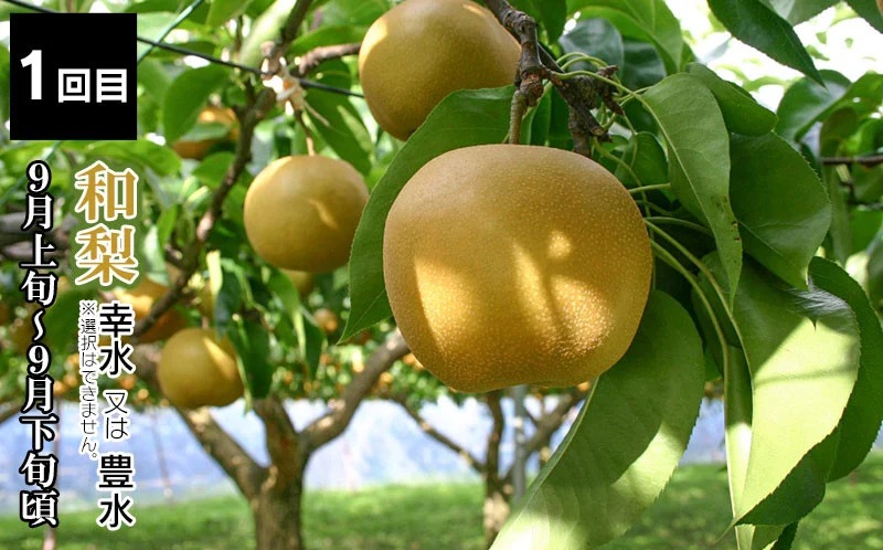 【定期便】【令和8年産先行予約】 山形県鶴岡産 旬のお楽しみフルーツセット(果物) 和梨＆シャインマスカット＆ラ・フランス＋庄内柿＆りんご (計4回、5種) 産直あぐり