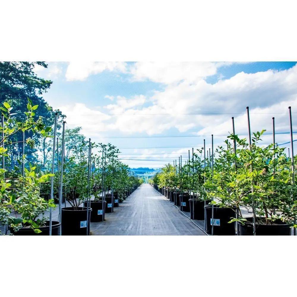 BULE BERRY FARM UEKI 施設利用券 30０００円分