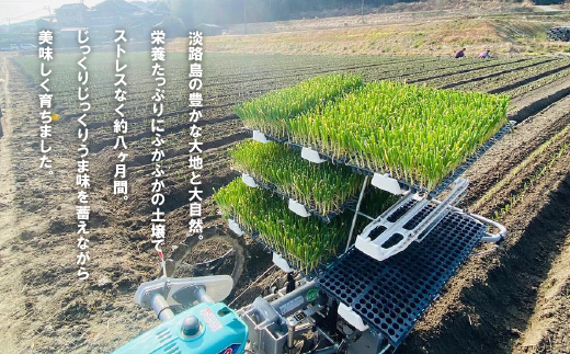 【新たまねぎ】淡路島たまねぎ(5キロ)【発送時期：2025年4月