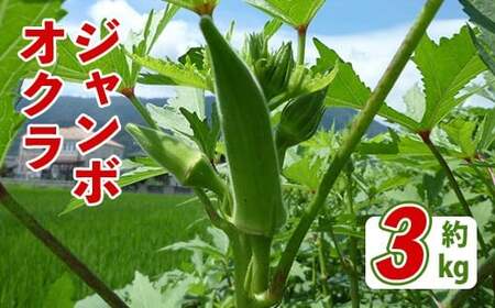 ＜先行予約！2026年7月上旬以降順次発送予定＞ジャンボオクラ(約3kg) 国産 野菜 オクラ 産地直送 【man352】【Aglio nero】