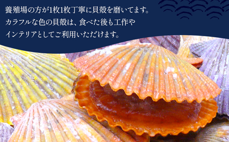 レンジでチン！する長太郎貝 10枚入 約800g ホタテの仲間 貝柱 - ヒオウギ貝 ひおうぎ貝 魚介類 海鮮 海産物 個包装 貝柱 酒蒸し バーベキュー BBQ アウトドア キャンプ 興洋フリーズ株