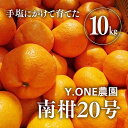 【ふるさと納税】【先行受付】【数量限定】南柑20号（生果）10kg ｜ 柑橘 みかん 温州みかん ミカン 蜜柑 果物 フルーツ 愛媛県産　※2024年12月上旬頃より順次発送予定