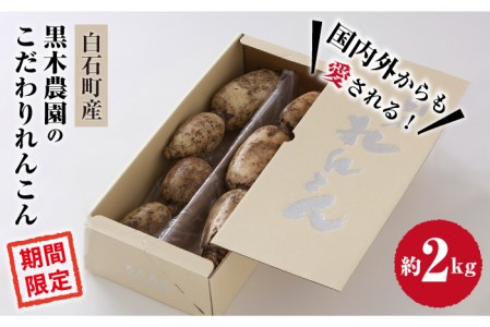 【2025年8月以降発送】絶品れんこん 2kg/ れんこん レンコン 蓮根 れんこん レンコン れんこん れんこん れんこん [IAU001]