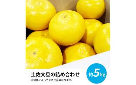 先行予約 土佐の柑橘 土佐文旦 5kg 詰め合わせ 文旦 5キロ ぶんたん 柑橘 高知県 高知 返礼品 故郷納税 14000円 果物 くだもの フルーツ お取り寄せ 美味しい おいしい ギフト プレゼ