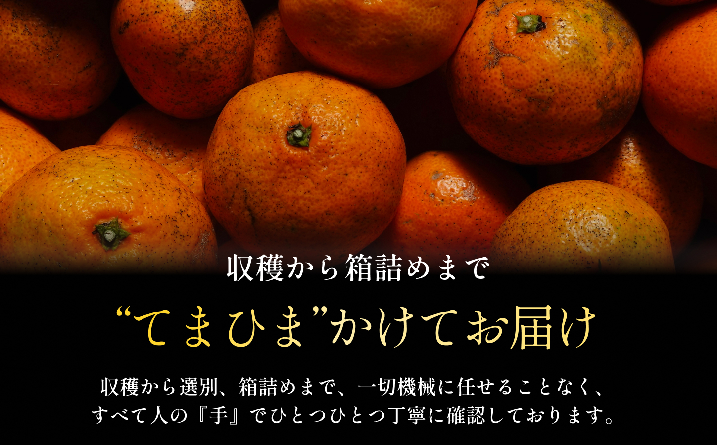 【先行受付】【訳ありだけど美味しさそのまま】愛媛みかん 11kg 愛媛県産【C70-136】【1686736】 YWTK135