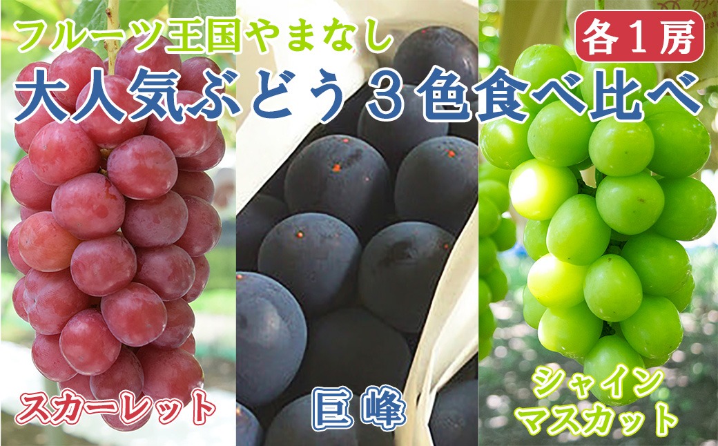 【2025発送分】【フルーツ王国山梨】３色ぶどう食べ比べセット（巨峰・シャインマスカット・スカーレット 各１房・約2.15kg）　ぶどう 葡萄 ブドウ マスカット シャイン 赤ぶどう 黒ぶどう くだもの フルーツ 果物 食べ比べ お試し 山梨 やまなし 富士川町