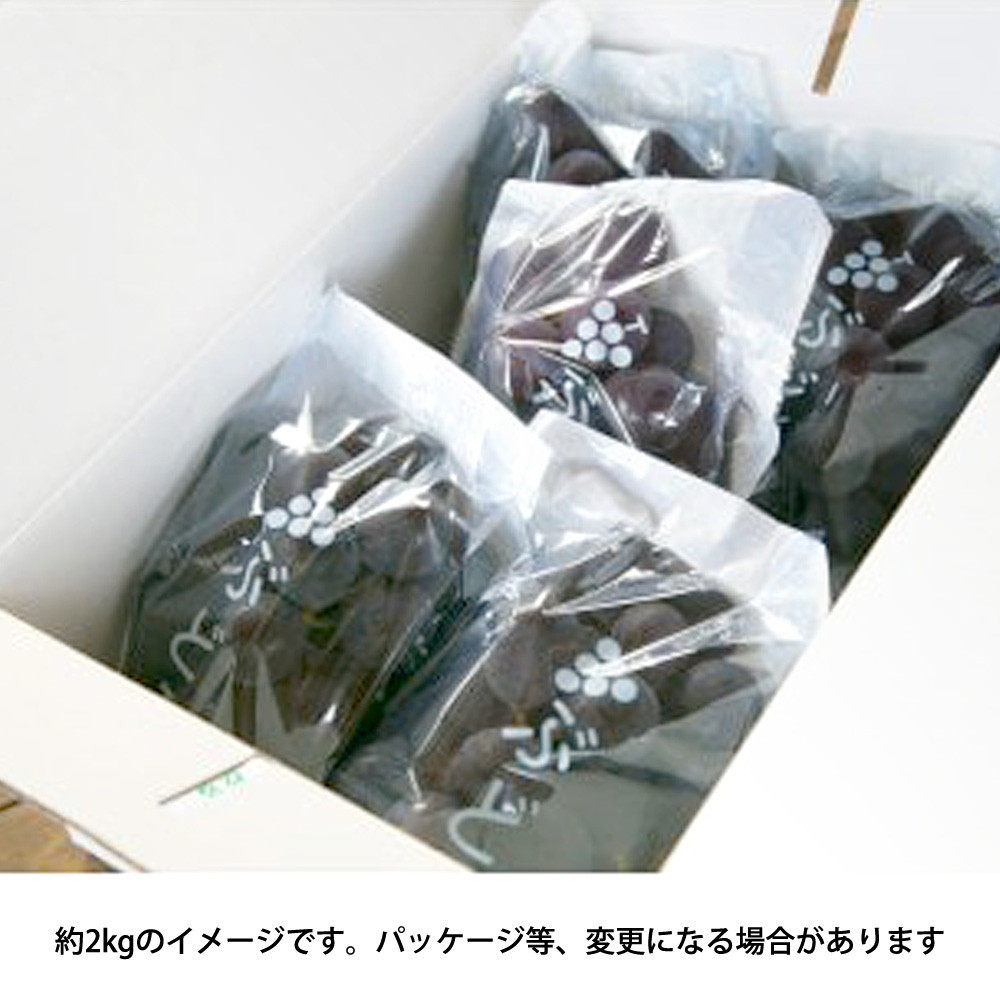 ［先行予約］巨峰 約3kg［朝採り］［葡萄・ぶどう］［種なしブドウ］［フルーツ・果物］［2026年8月下旬頃から順次発送］
